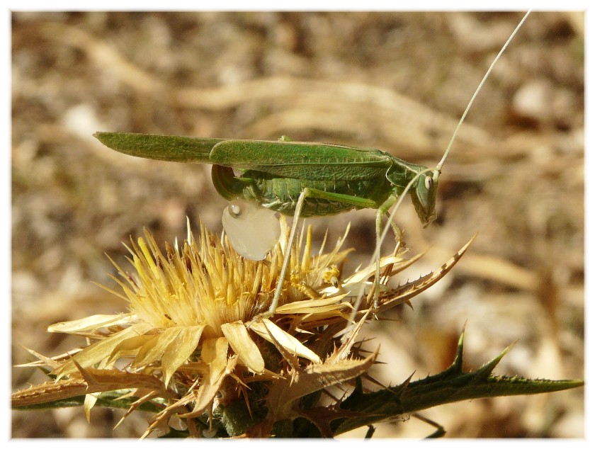 Ortotteri dal Gargano